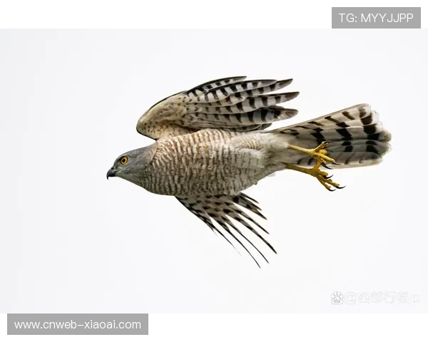 泰国球员帕塔玛瓦蒂52码切鹰，万宁赛场迎开门红